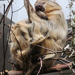 Hoffmann's Two Toed Sloth