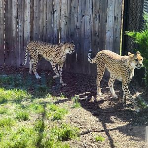 Cheetahs