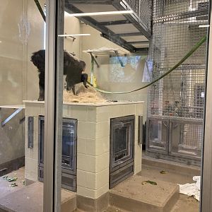 Indianapolis Zoo Chimpanzee Cognition Center