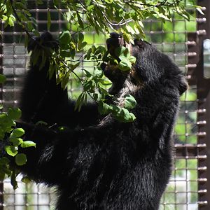 June 2024 - Andean Bear Muniri