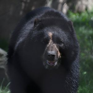 June 2024 - Andean Bear Muniri