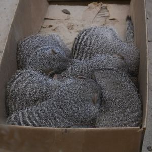 June 2024 - The Learning Center - Banded Mongoose