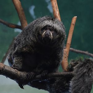 June 2024 - The Learning Center - Female White-Faced Saki Monkey