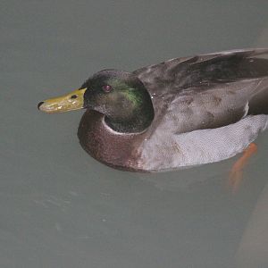 Mallard drake, Wellington Botanic Garden