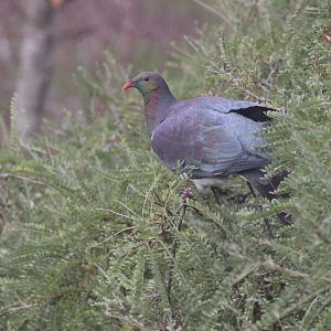 New Zealand Pigeon, Wellington Botanic Garden