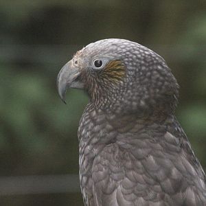 North Island Kākā, Wellington Botanic Garden