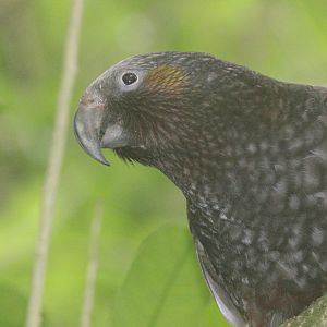 North Island Kākā, Wellington Botanic Garden