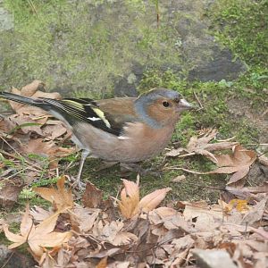 Common Chaffinch male, Wellington Botanic Garden