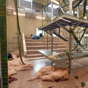 Jun. 2024 - International Chimpanzee Complex - Culture Center (3rd Exhibit)