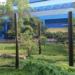 Jun. 2024 - International Chimpanzee Complex - Cognition Center (2nd Exhibit) - Outdoor Exhibit
