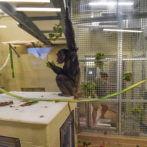 Jun. 2024 - International Chimpanzee Complex - Cognition Center