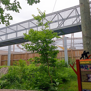 Jun. 2024 - Forests - Chimpanzee Walkway over the Eagle Exhibit