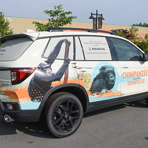 Jun. 2024 - International Chimpanzee Complex