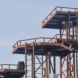 Jun. 2024 - International Chimpanzee Complex - Community Hub (First Exhibit)