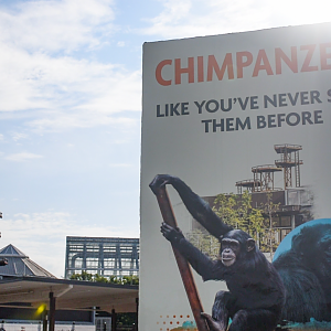 Jun. 2024 - International Chimpanzee Complex Promo Sign in Parking Lot