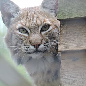 Bobcat