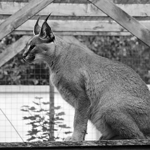 caracal portrait