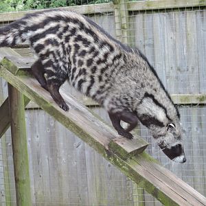African Civet