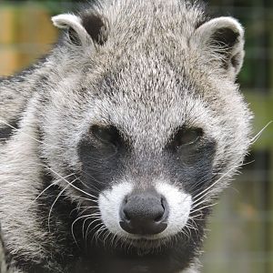African Civet