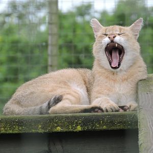 Jungle Cat Yawn