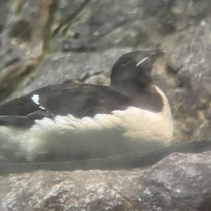 Thick-billed Murre