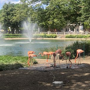 Flamingos outside at the formal pool