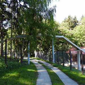 Overhead bridge for chamois - Wildpark Hochriess
