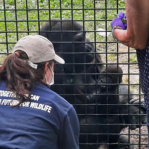 Jameela Training Session