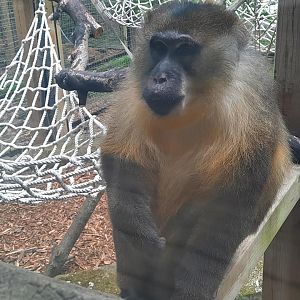 Golden Bellied Mangabey