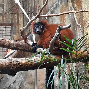 Red Ruffed Lemur