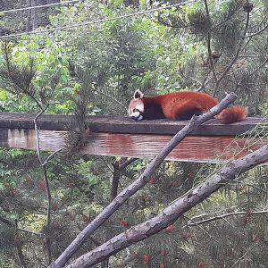 Napping Red Panda