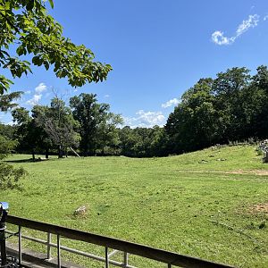 Prairie - Bison and Wapiti