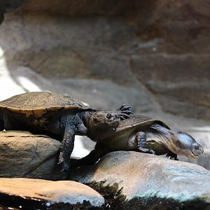 Turtles at the National Aquarium - June 2019