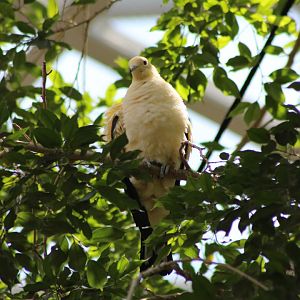 Dove/pigeon at the National Aquarium - June 2019