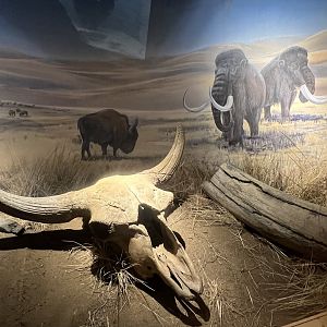 Beringia Exhibt