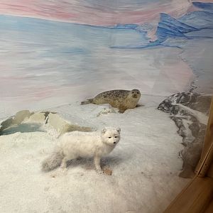 Arctic Fox and Seal