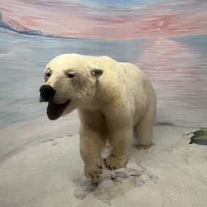 Polar Bear