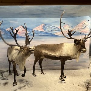 Caribou