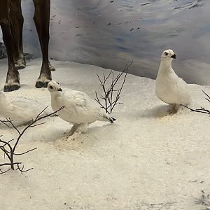 Ptarmigan