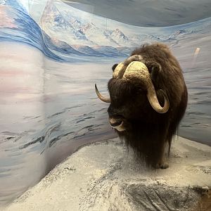 Muskox