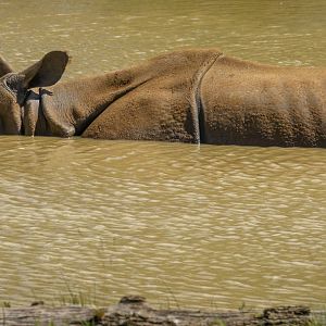 Greater one-horned rhinoceros : Whipsnade : 27 May 2024