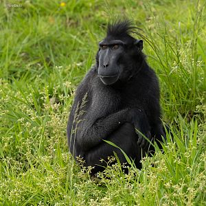 Sulawesi crested macaque : Whipsnade : 27 May 2024