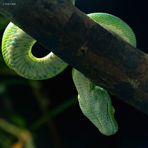 Green tree python : Whipsnade : 27 May 2024