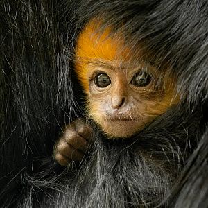 François's langur : Whipsnade : 27 May 2024