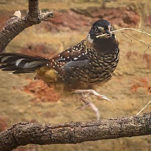 Spotted laughingthrush : Cotswold WP : 01 Jun 2024