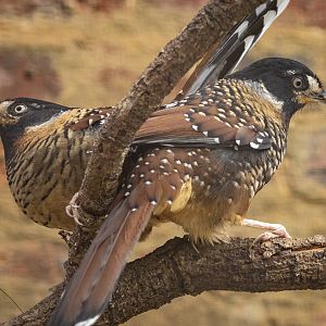 Spotted laughingthrush : Cotswold WP : 01 Jun 2024