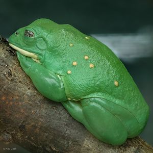Mexican leaf frog : Cotswold WP : 01 Jun 2024