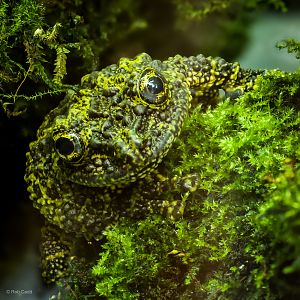 Mossy frog : Cotswold WP : 01 Jun 2024