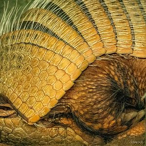 Six-banded armadillo : Cotswold WP : 01 Jun 2024