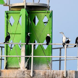 Pied Cormorants